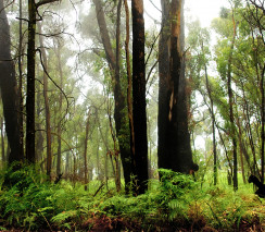 Webinar: Mediation in remote communities - 12/06/2025